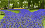 NL_Keukenhof_Flowers_PhotogJA_IMG_1317-scaled