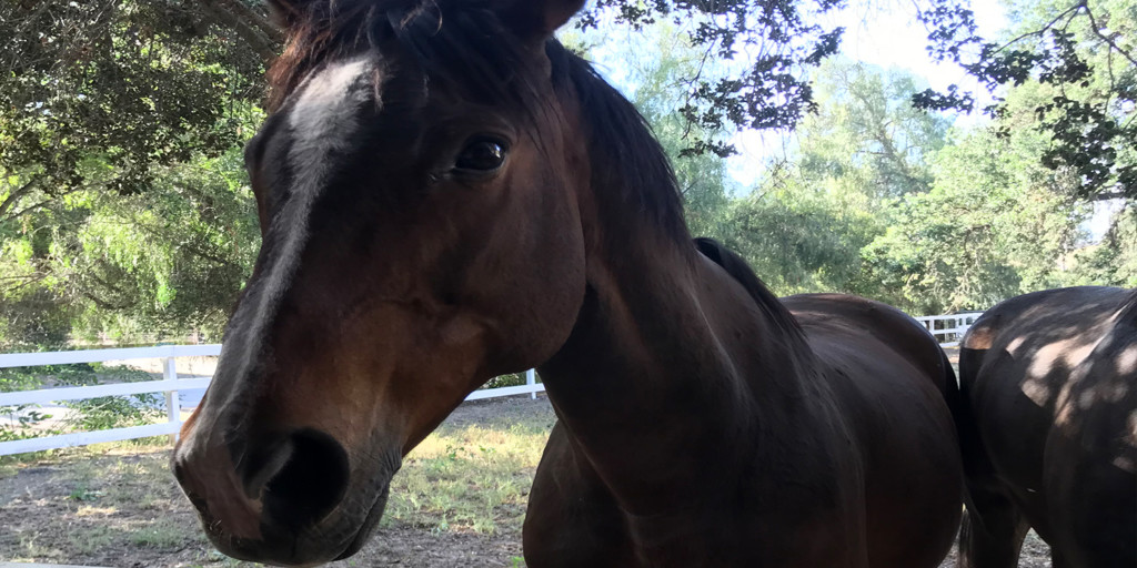 #3 – Giddy Up George